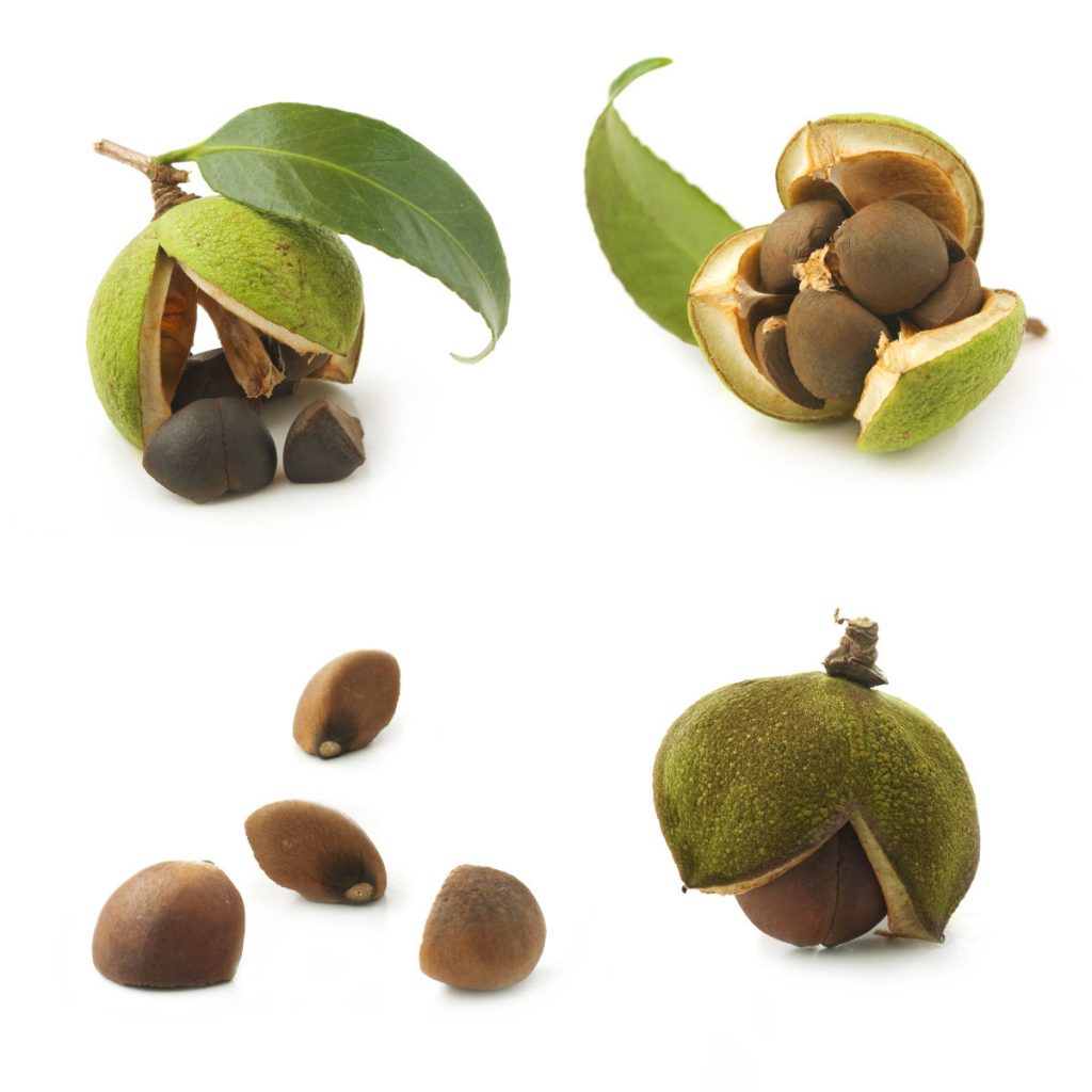 Camellia oil (Camellia seed oil) 100 Pure natural plant extract Ruistars