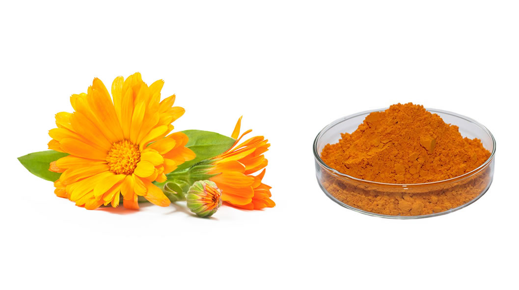 Marigold Flower Extract Lutein powder