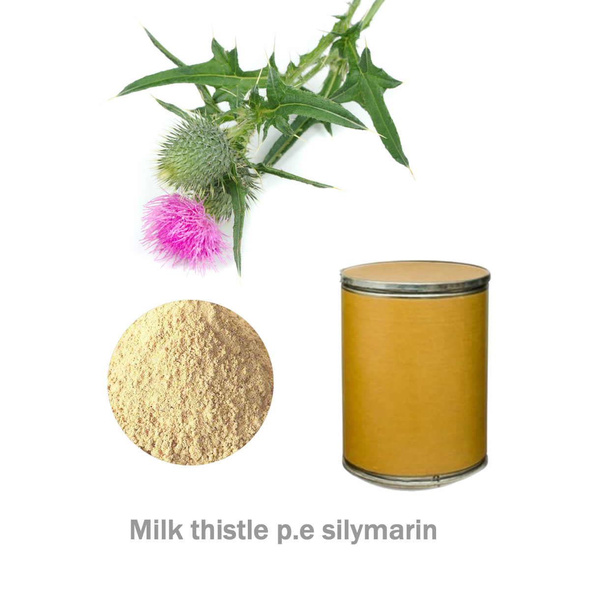 milk thistle Extract p.e silymarin