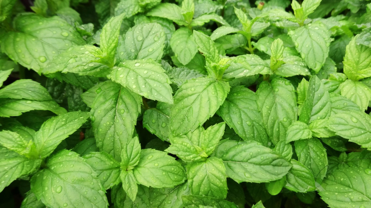 Peppermint oil(Green peppermint)