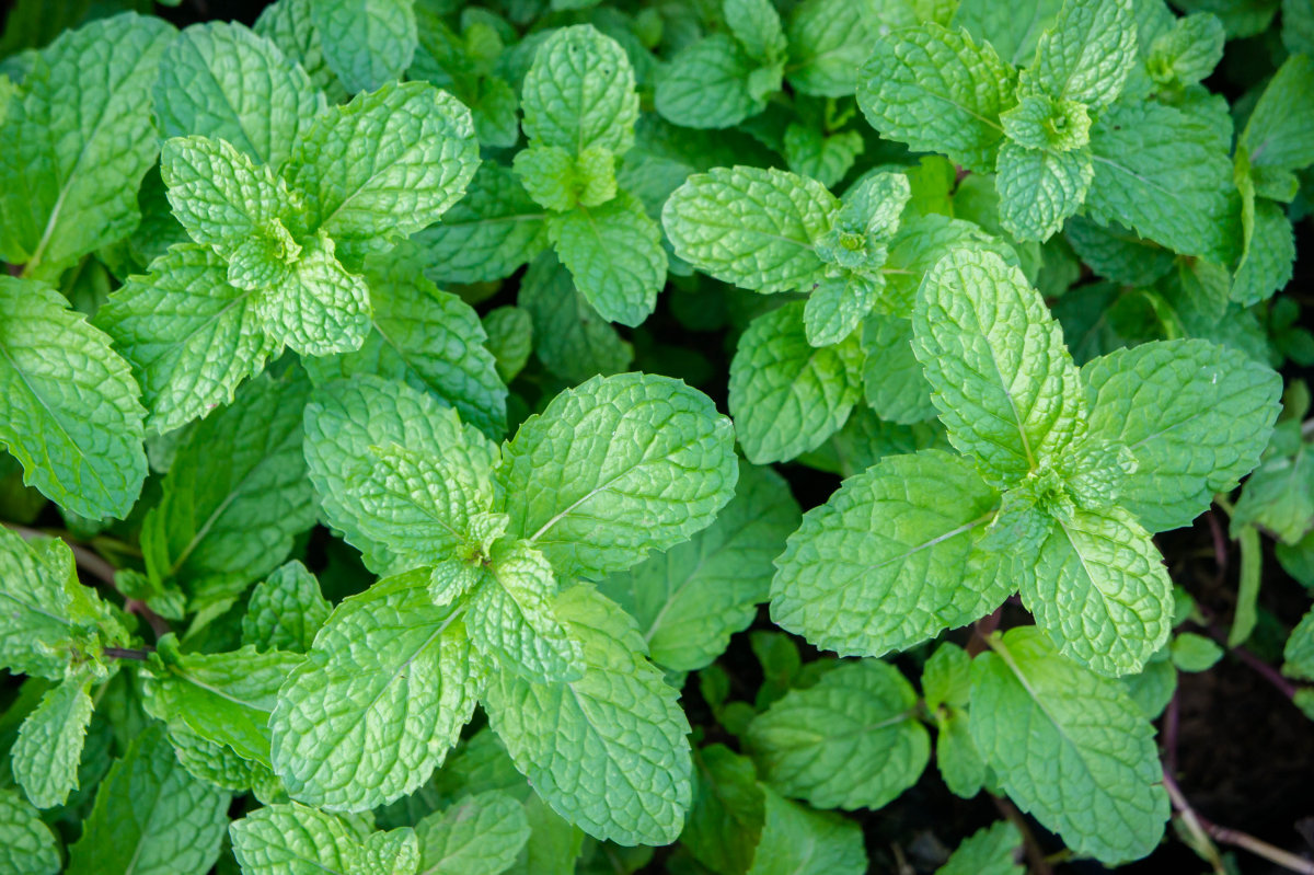 Peppermint oil(Green peppermint)