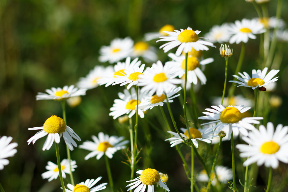 Chamomile oil