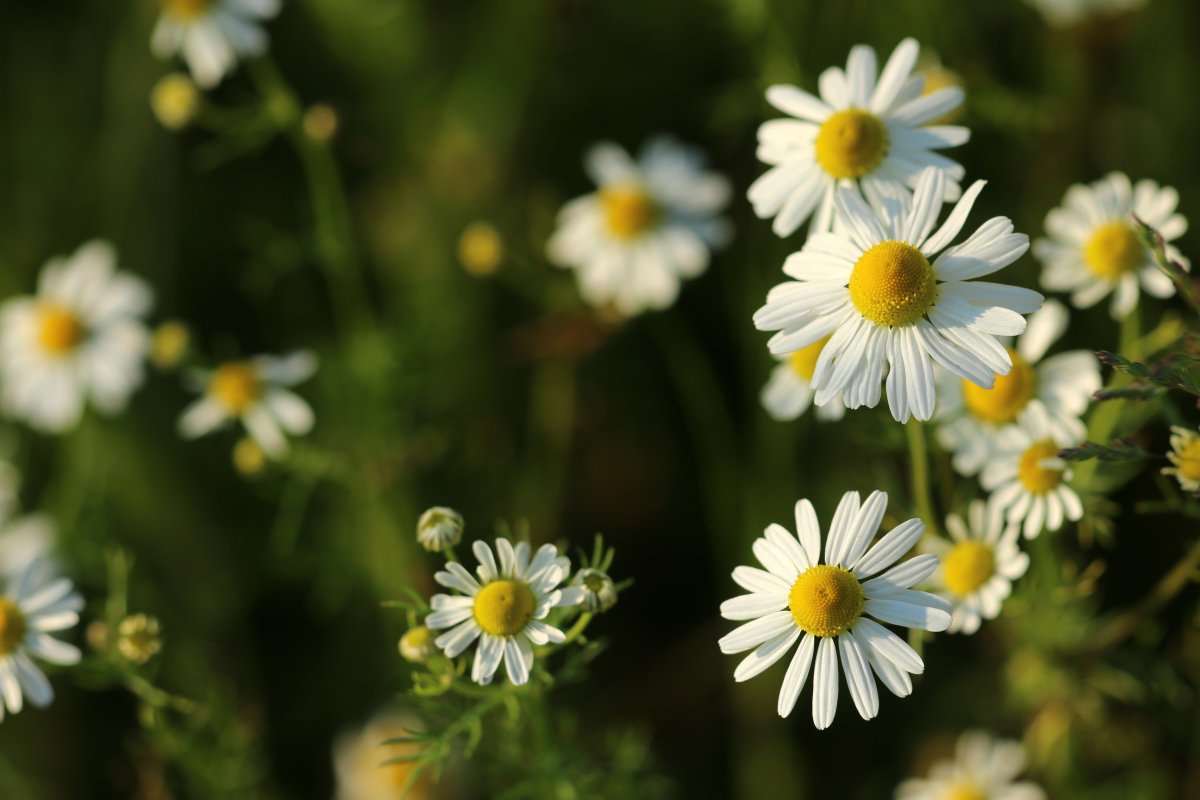 Chamomile oil