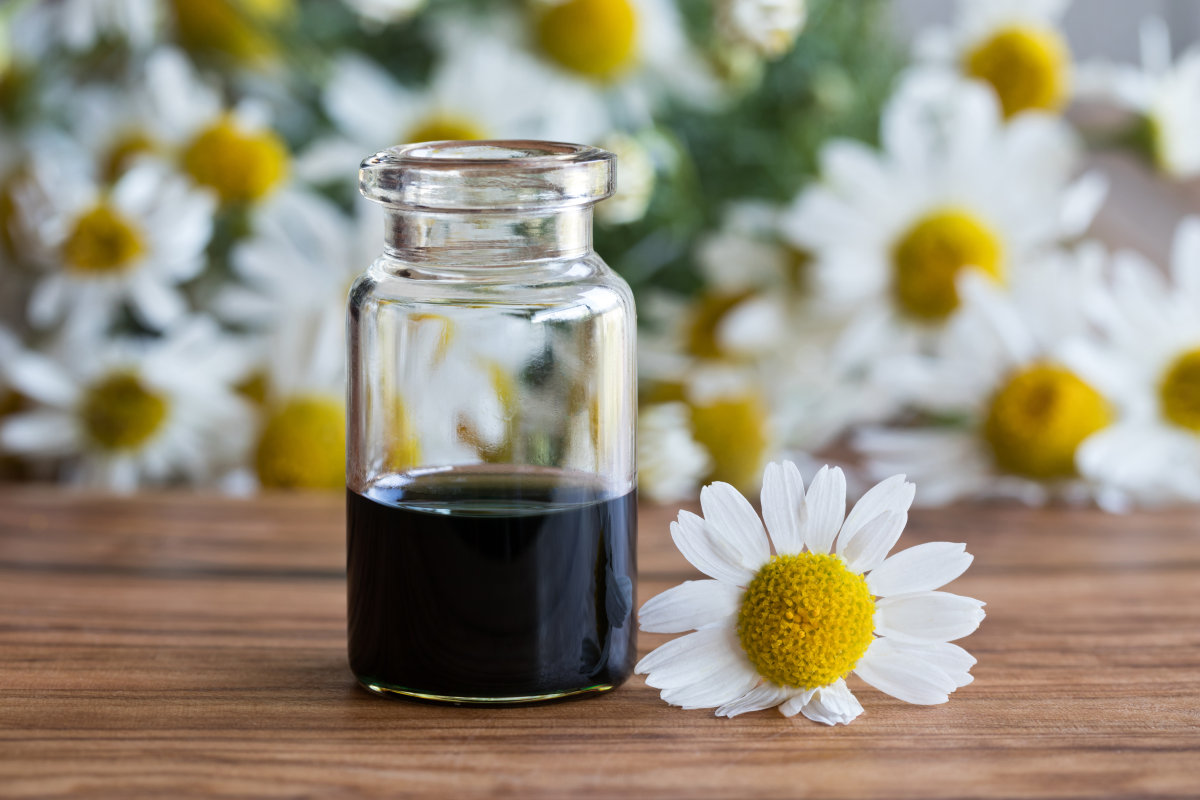 Chamomile oil