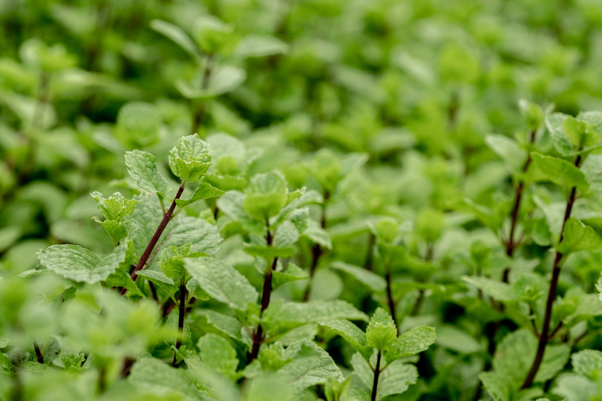 Peppermint oil(Purple peppermint)