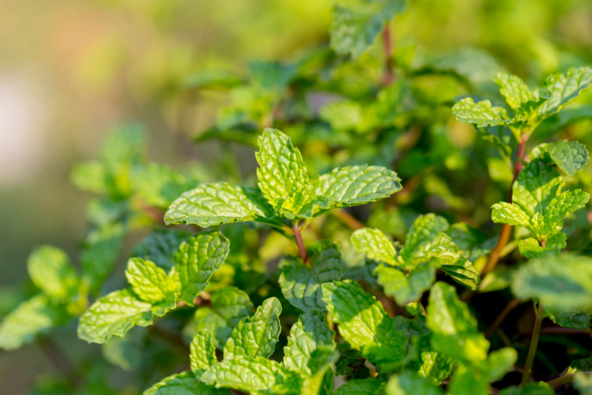 Peppermint oil(Purple peppermint)