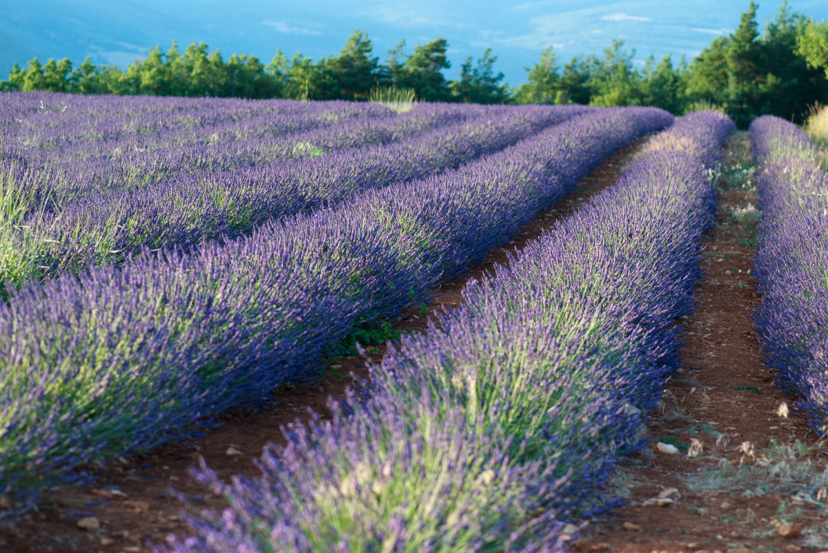 Lavender oil