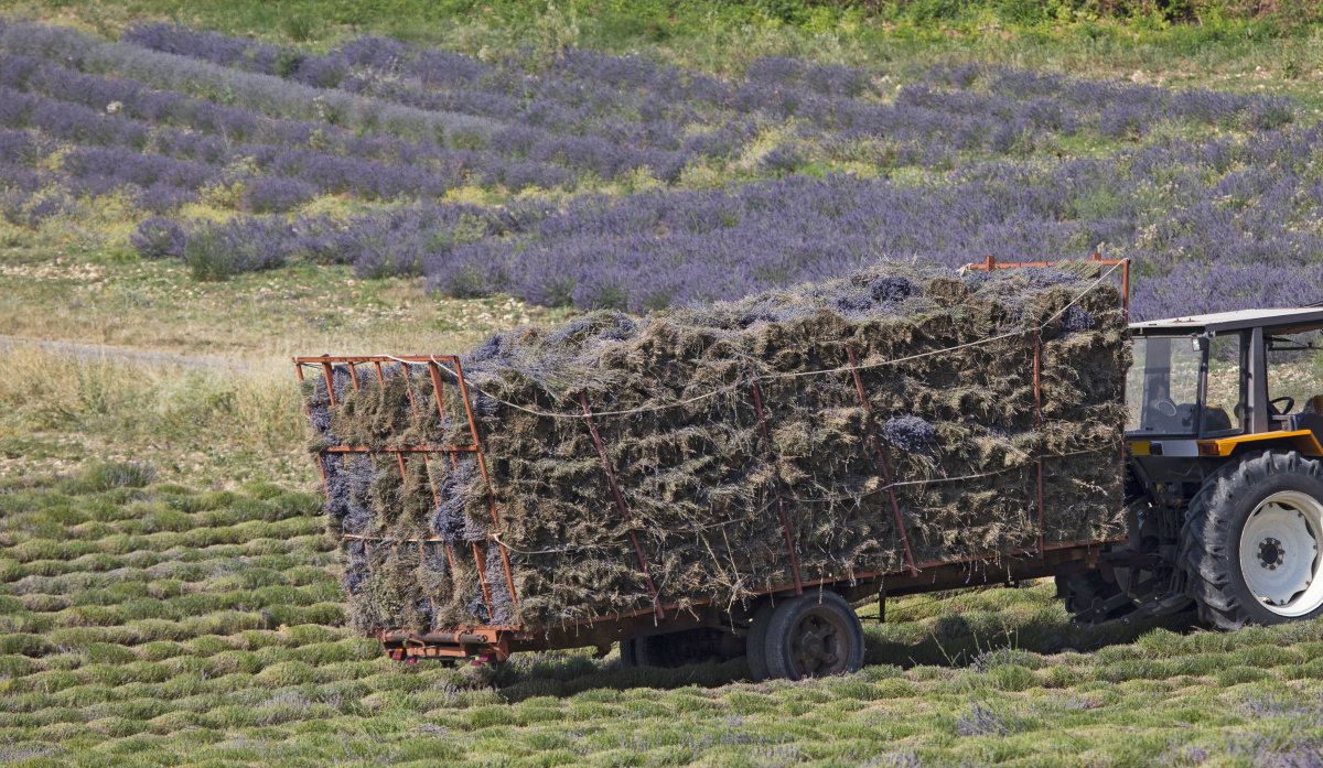 Lavender oil