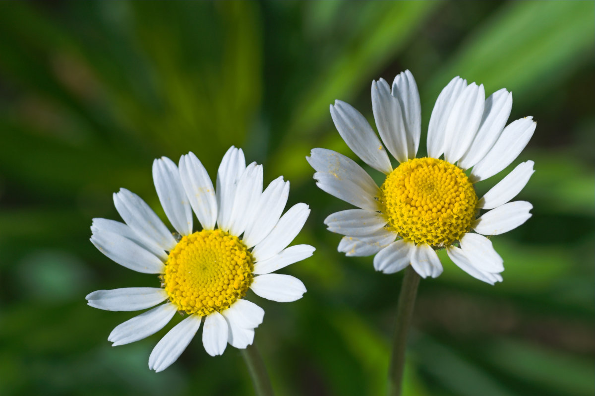 100% Pure Natural Chamomile Roman Hydrosol (Floral Water)