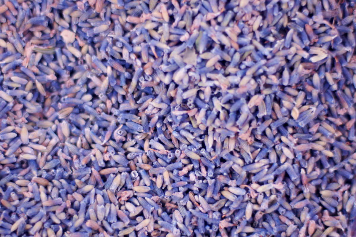 Dried lavender flowers