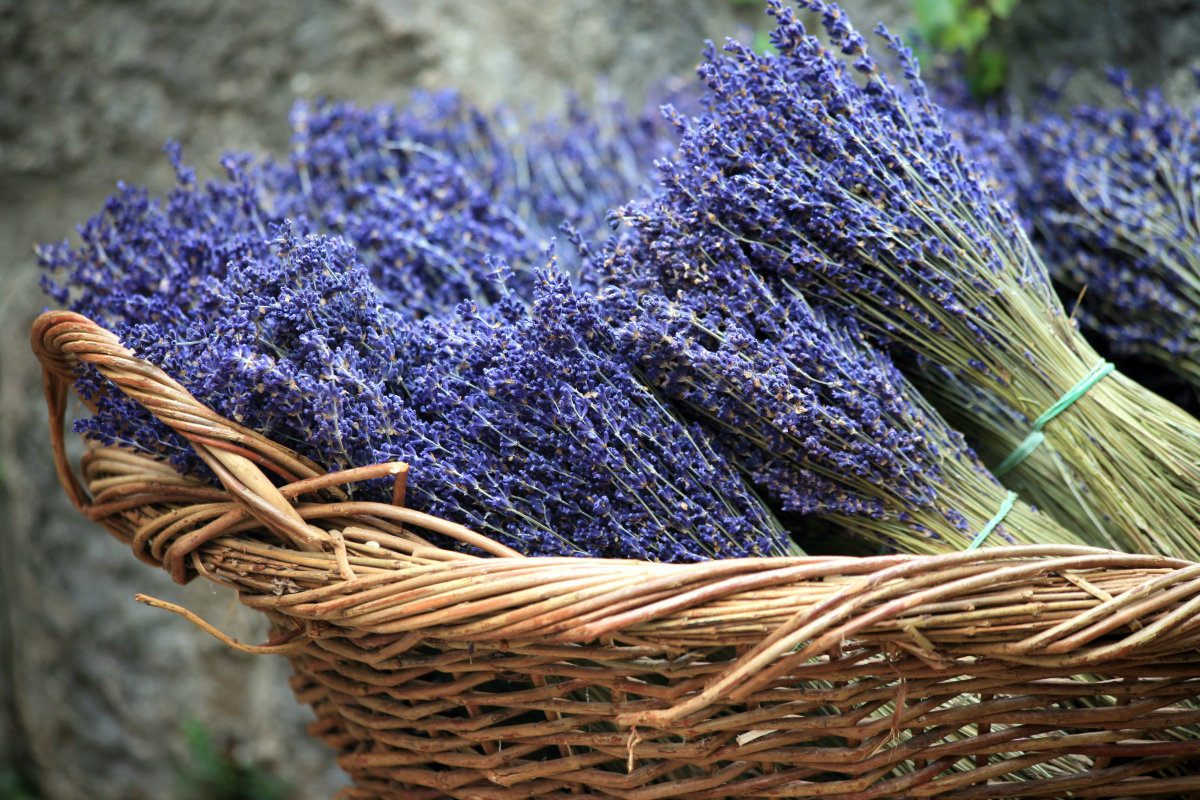 Dried lavender flowers