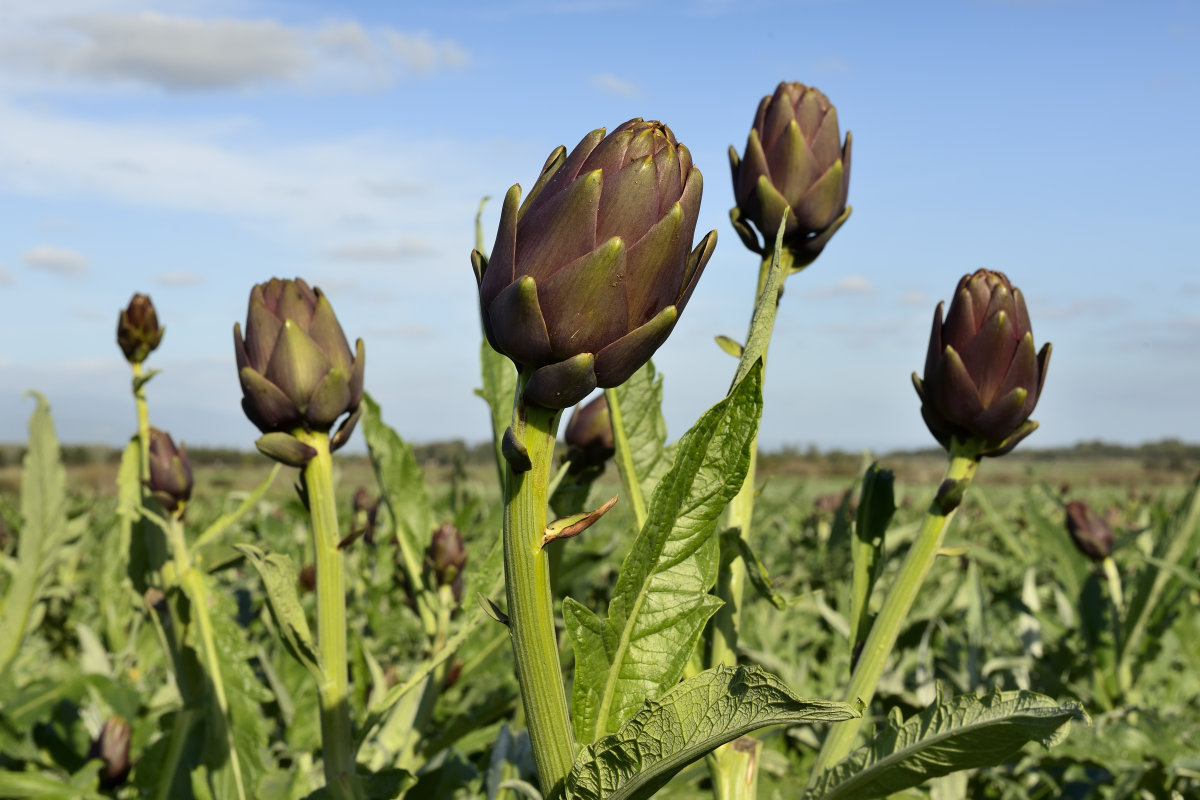 Artichoke Extract Powder