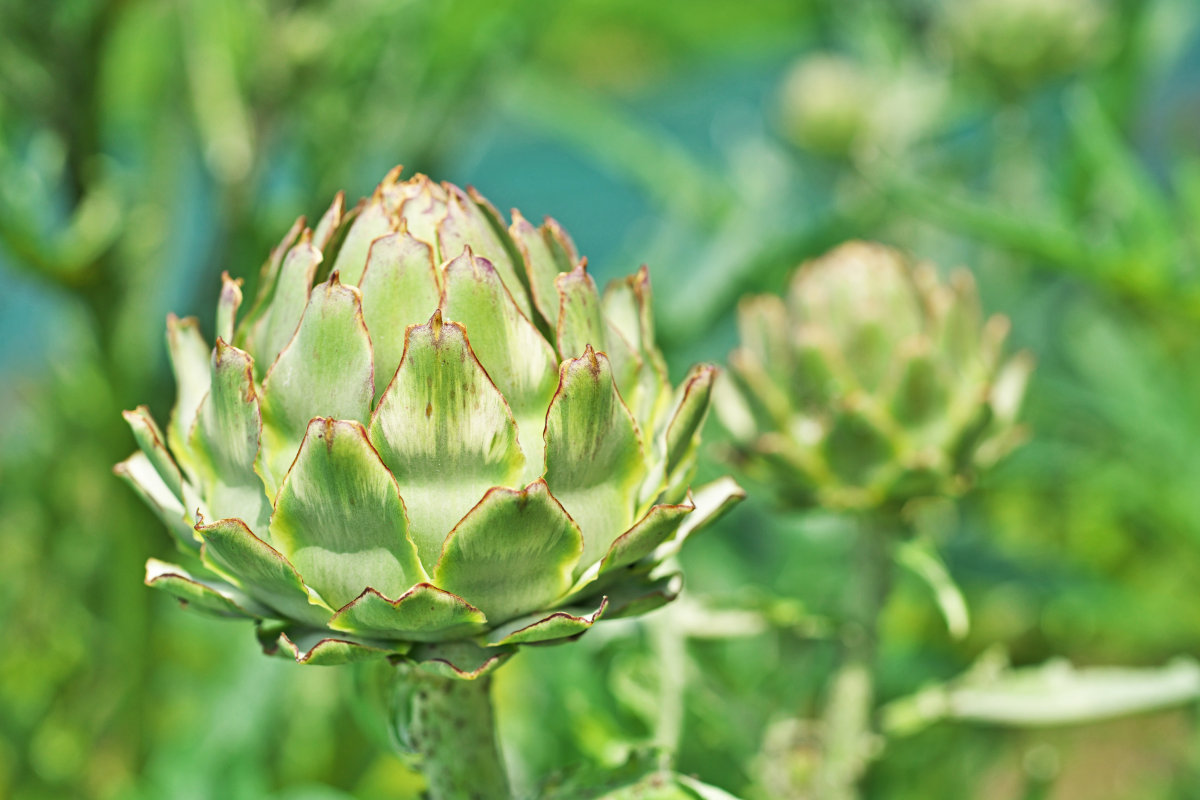 Artichoke Extract Powder