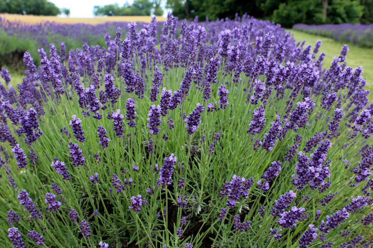 Dried lavender flowers