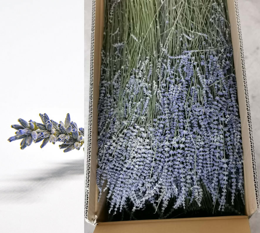 Dried lavender flowers