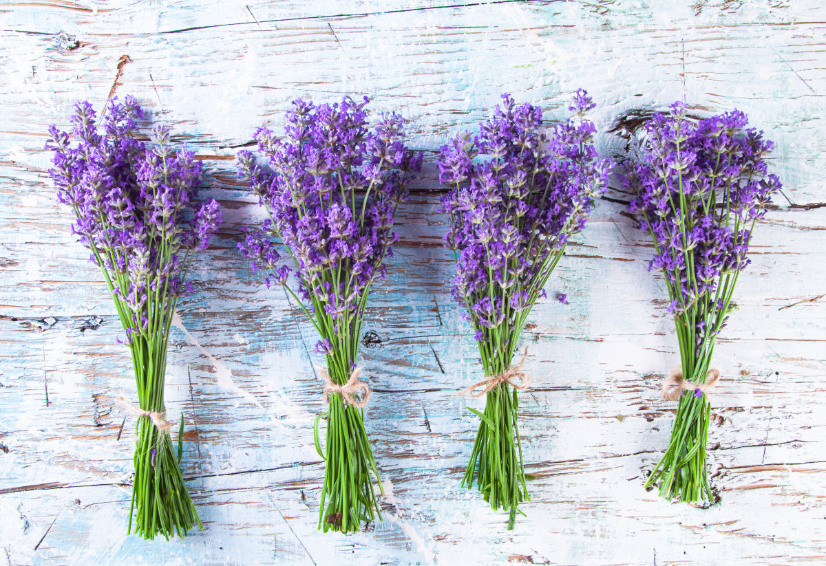 Lavandula lavandula