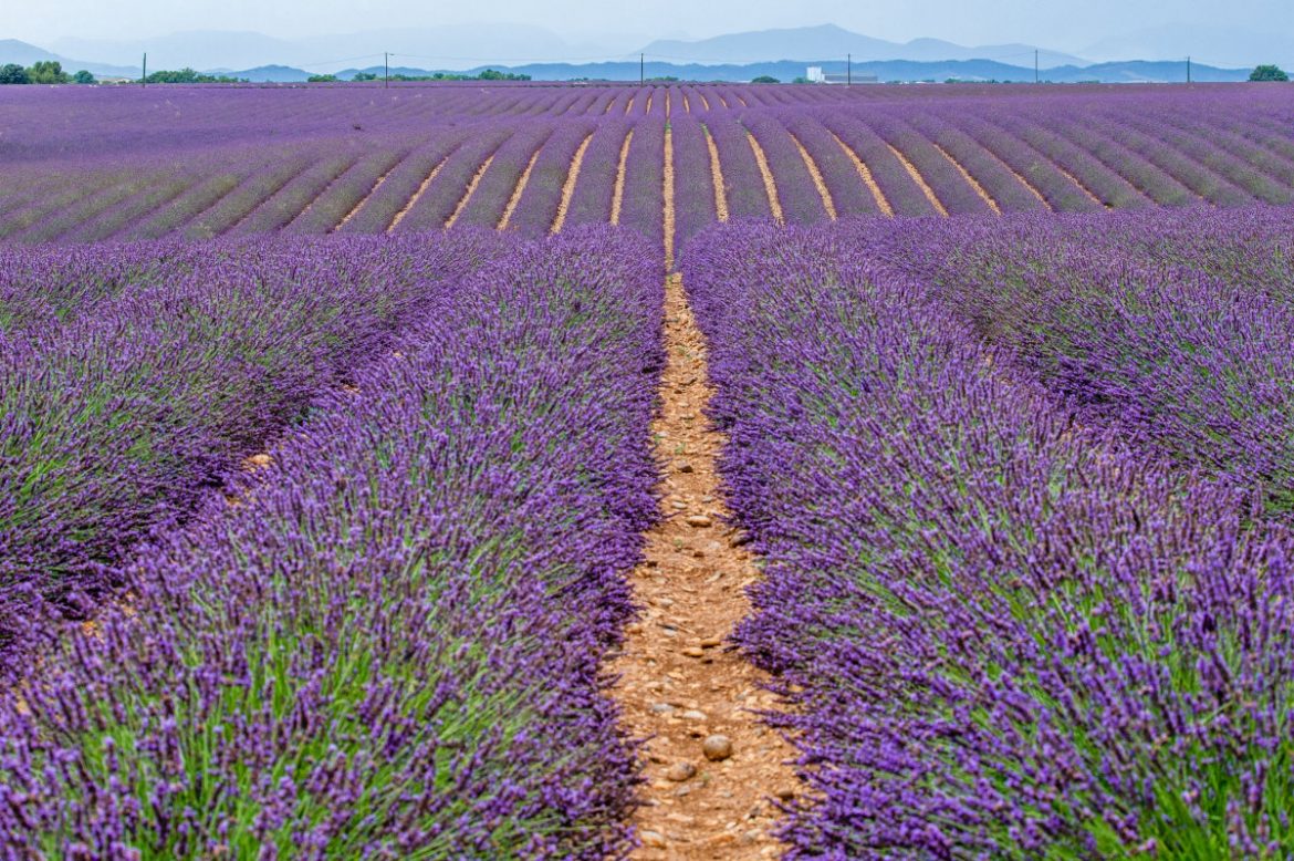 Yili Lavender Product