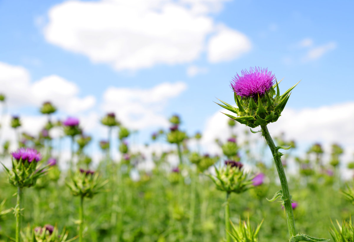 milk thistle Extract p.e silymarin