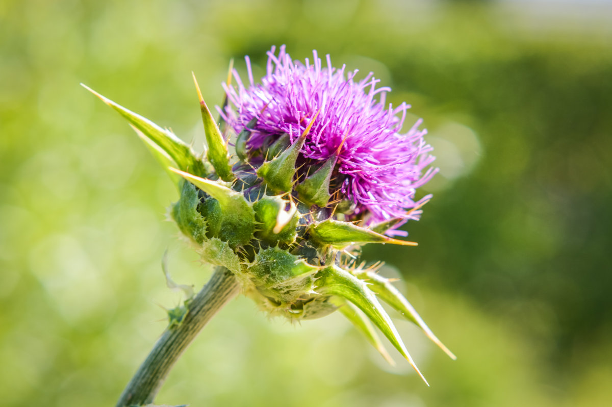 milk thistle Extract p.e silymarin