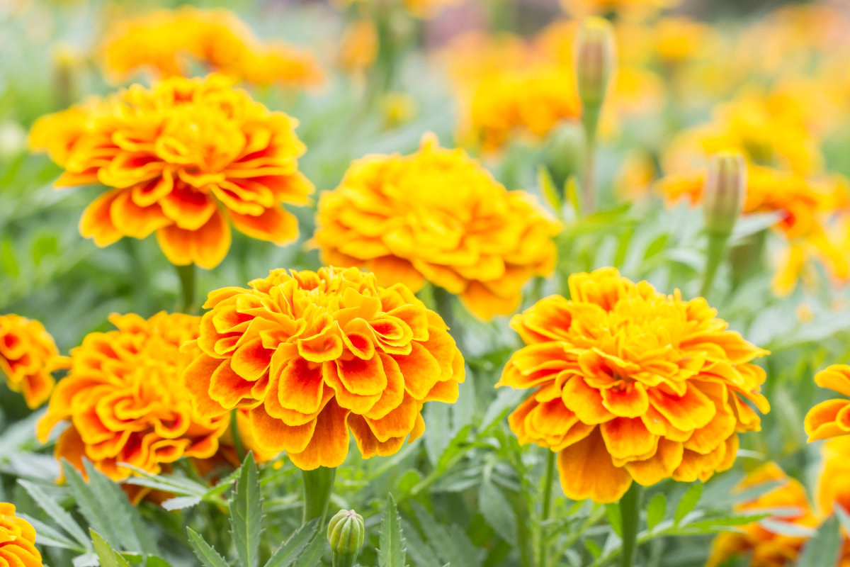 Marigold Flower Extract