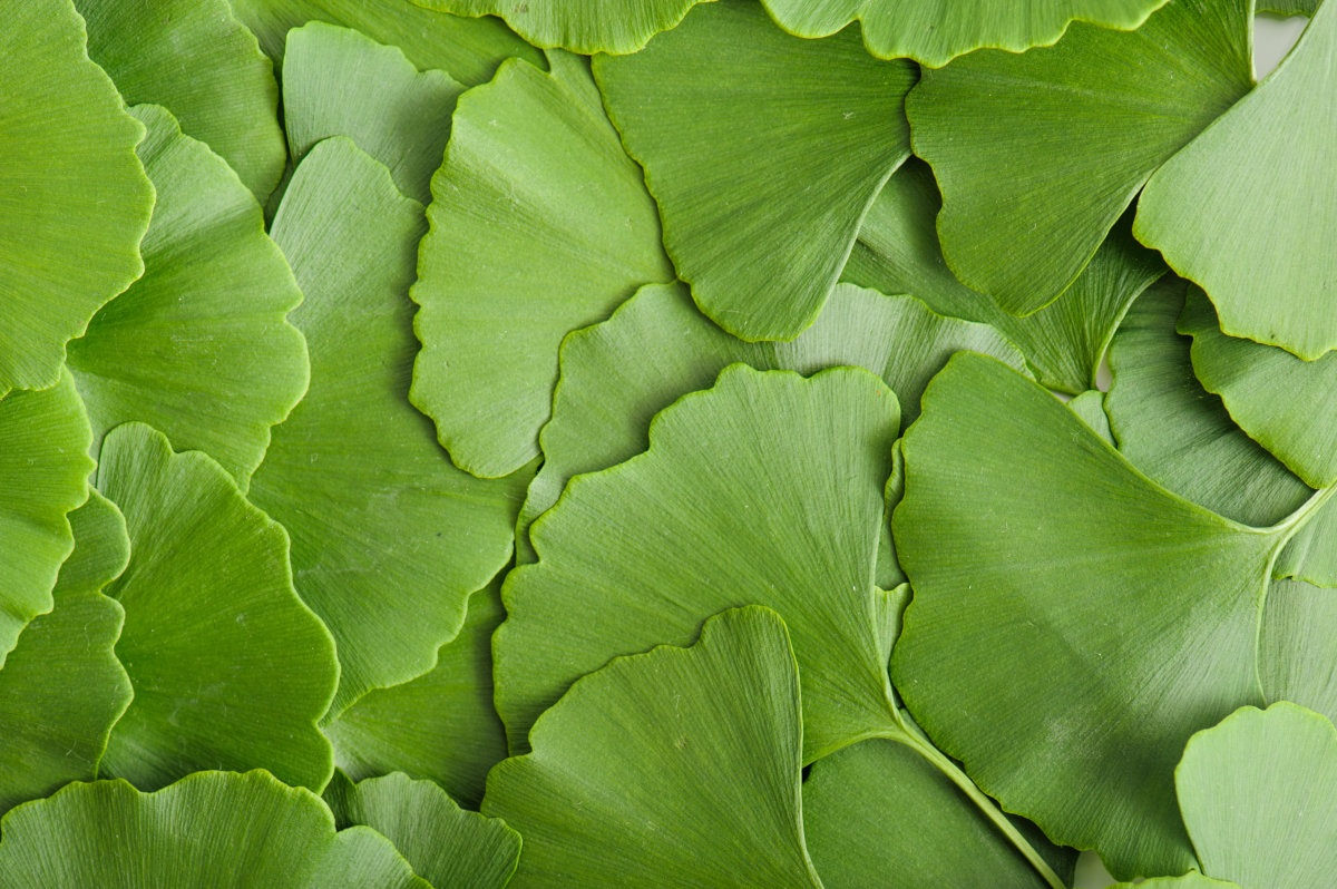 Ginkgo biloba extract