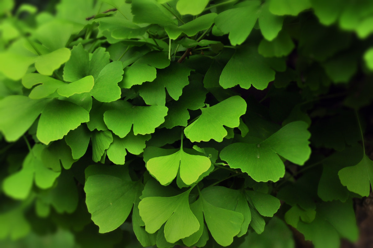 Ginkgo biloba extract