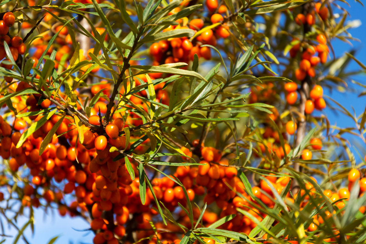 Hippophae Rhamnoides Extract