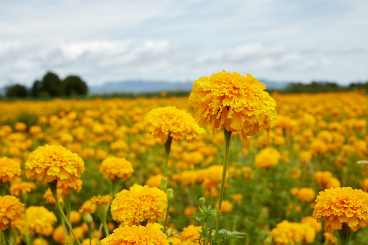 Marigold Flower Extract