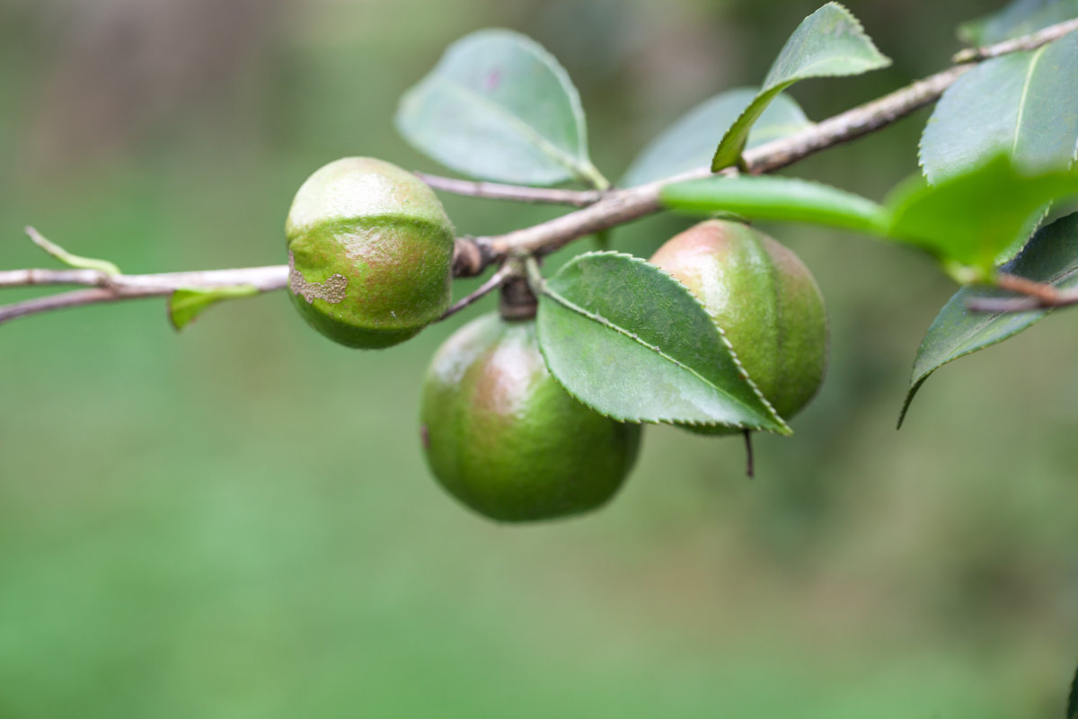 Camellia oleifera seed oil