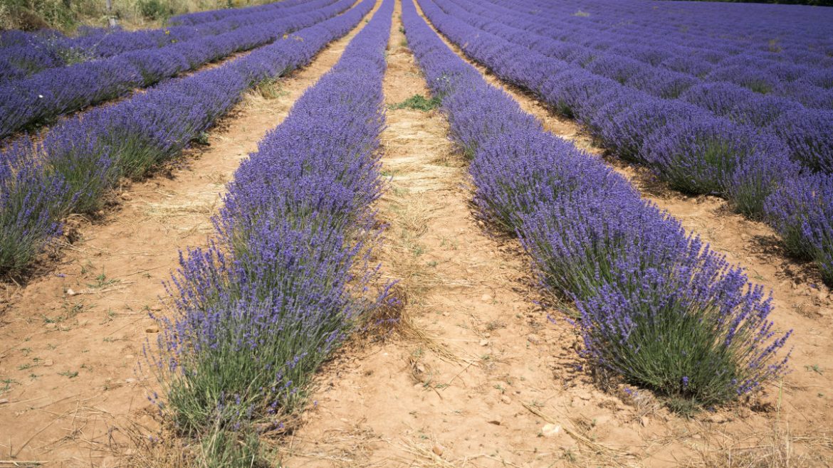 Huocheng Lavender Growing Base