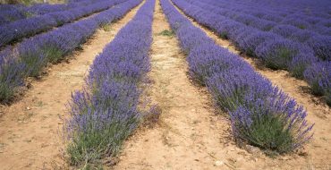 Huocheng Lavender Growing Base