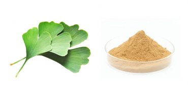 Ginkgo biloba extract