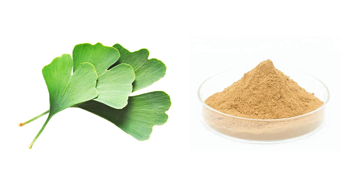 Ginkgo biloba extract