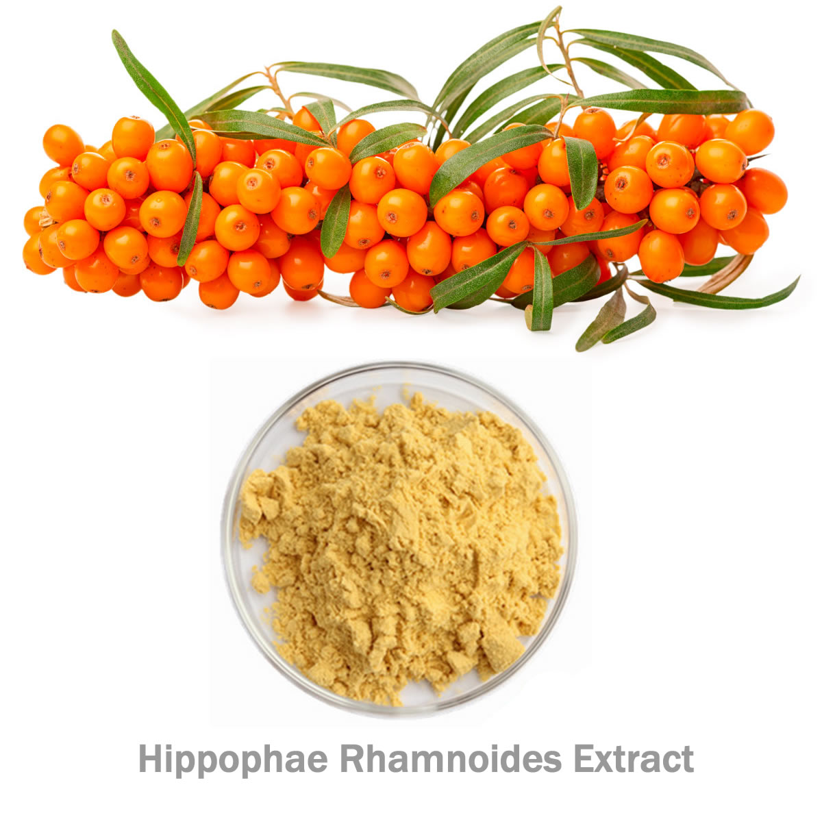 Hippophae Rhamnoides Extract