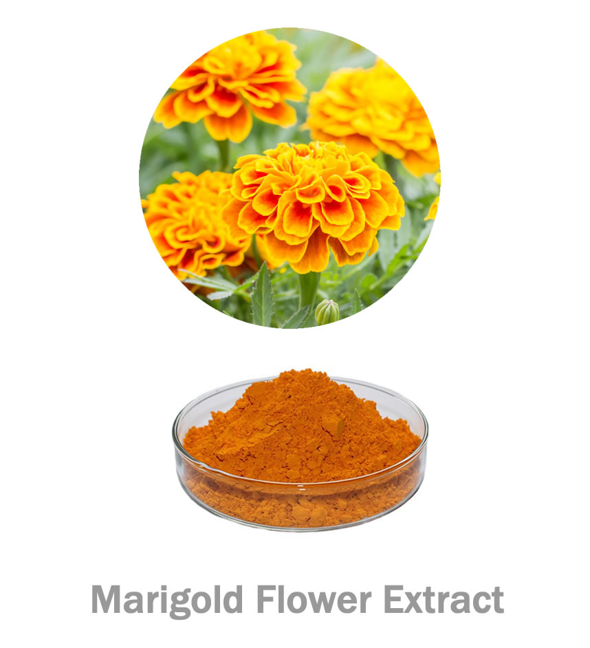 Marigold Flower Extract