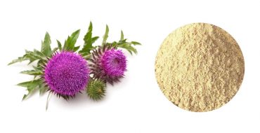 milk thistle Extract p.e silymarin