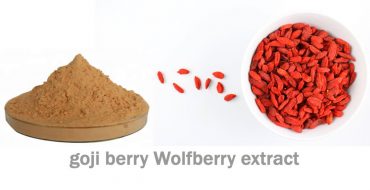 wolfberry extract